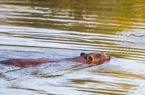 Skagit Valley River Otters