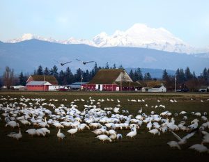Winter’s Most Magical Visitors
