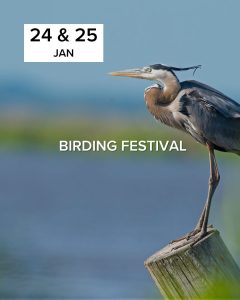 Birding Festival